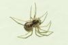 Lepthyphantes sp.